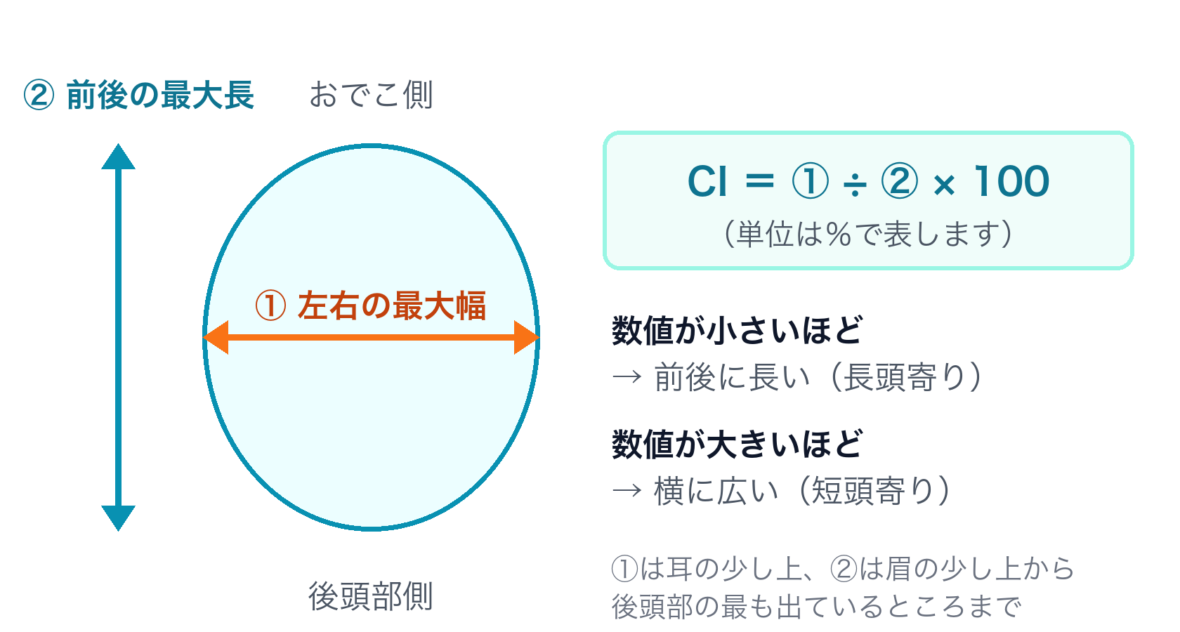 頭長幅示数（CI）の測り方。左右の最大幅を前後の最大長で割り、100を掛けたものがCI